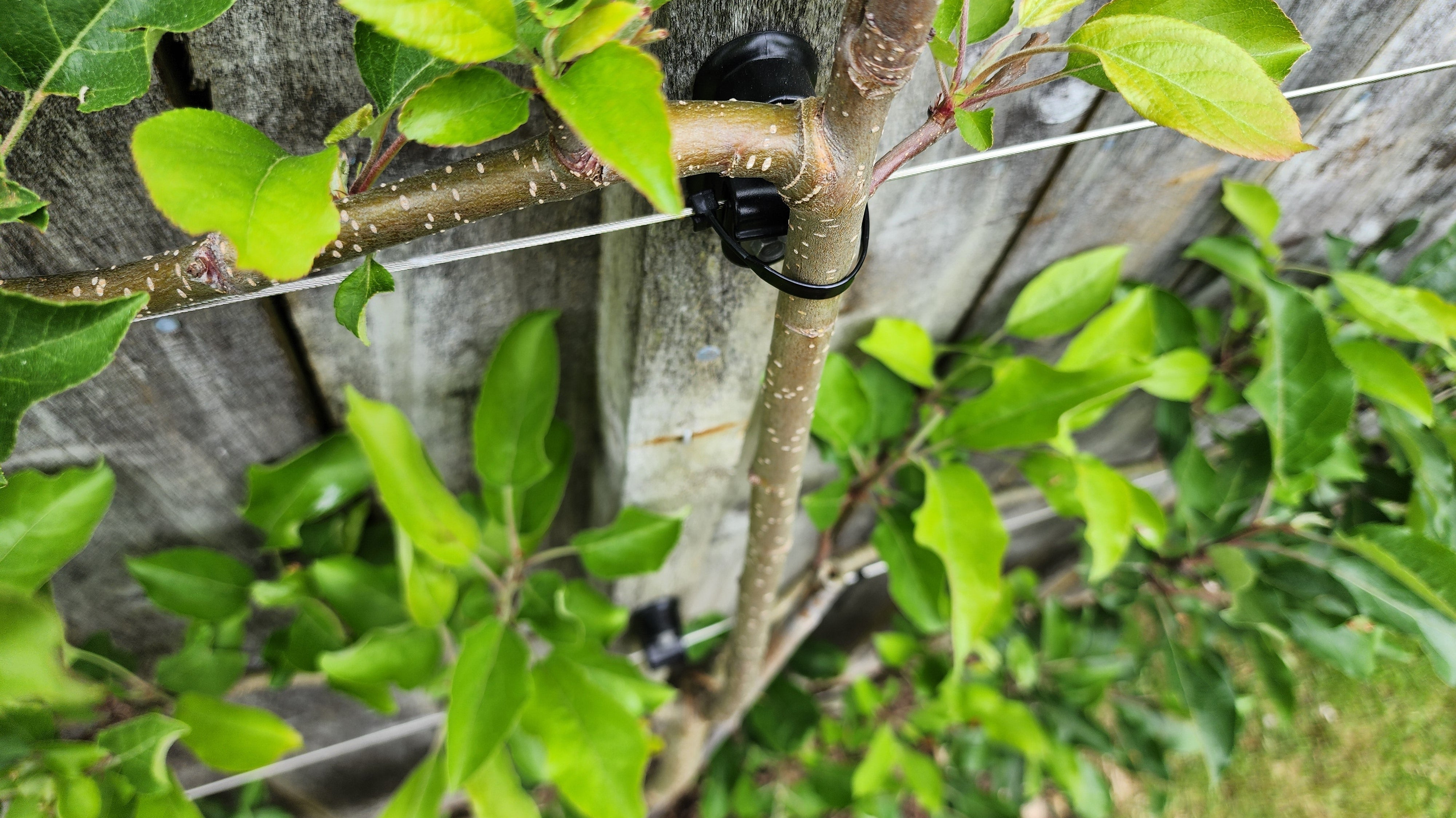 Understanding Fruit Spurs: How Your Espalier Actually Produces Fruit