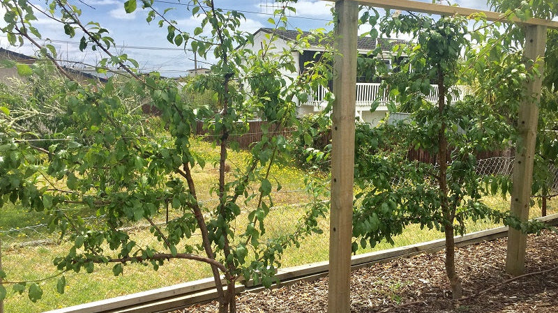 Mulching for Espalier 101: It’s Time to Mulch