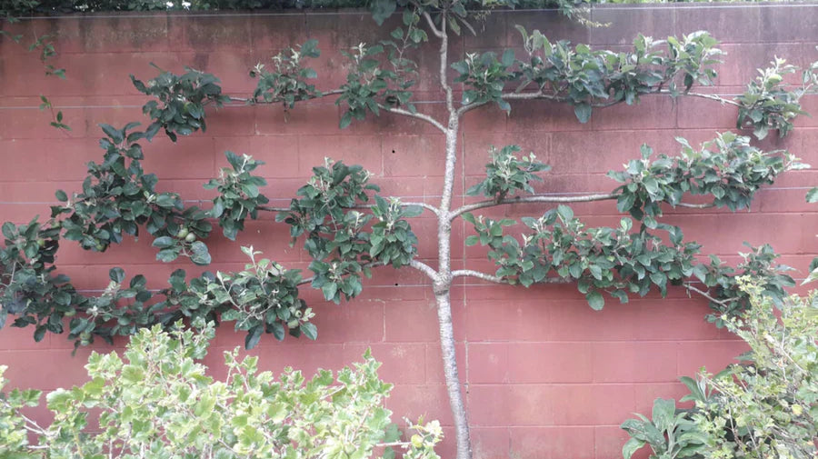 How to Prune Espaliered Apple Trees