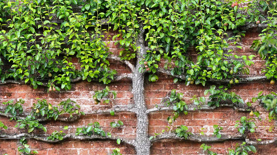How to Start an Espalier Apple Tree