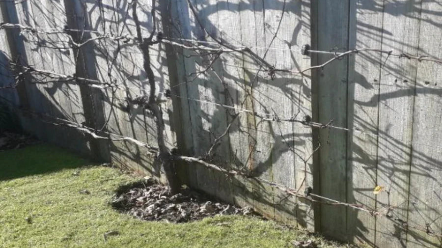 How to Prune an Espaliered Grape Vine