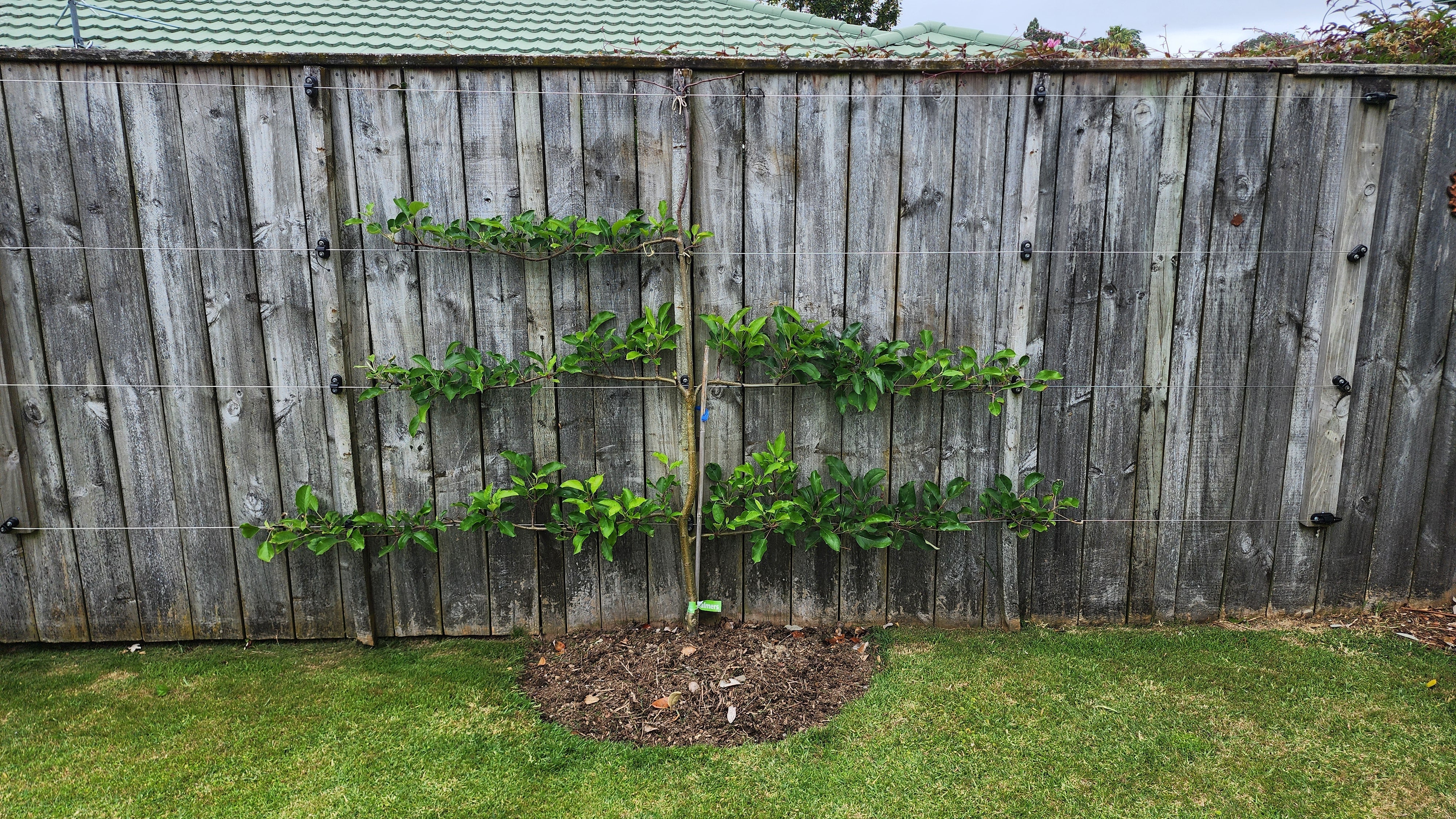 Pruning for Espalier 101: Why Prune?
