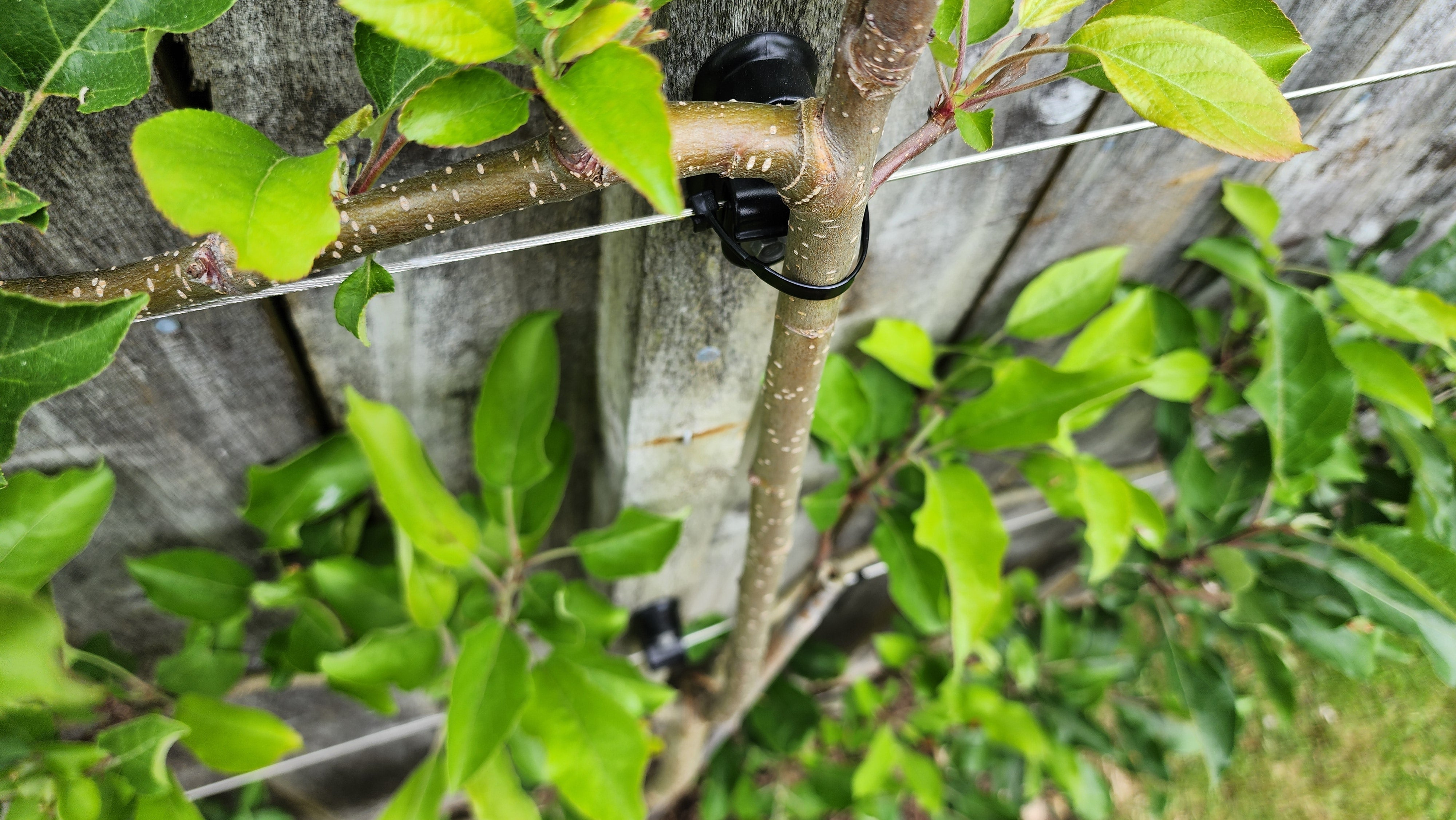Understanding Fruit Spurs: How Your Espalier Actually Produces Fruit