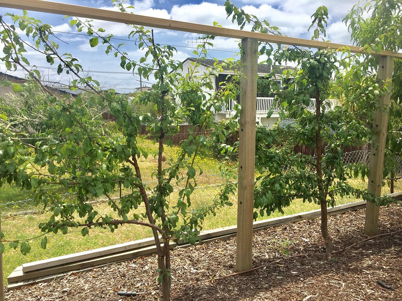 Mulching for Espalier 101: It’s Time to Mulch