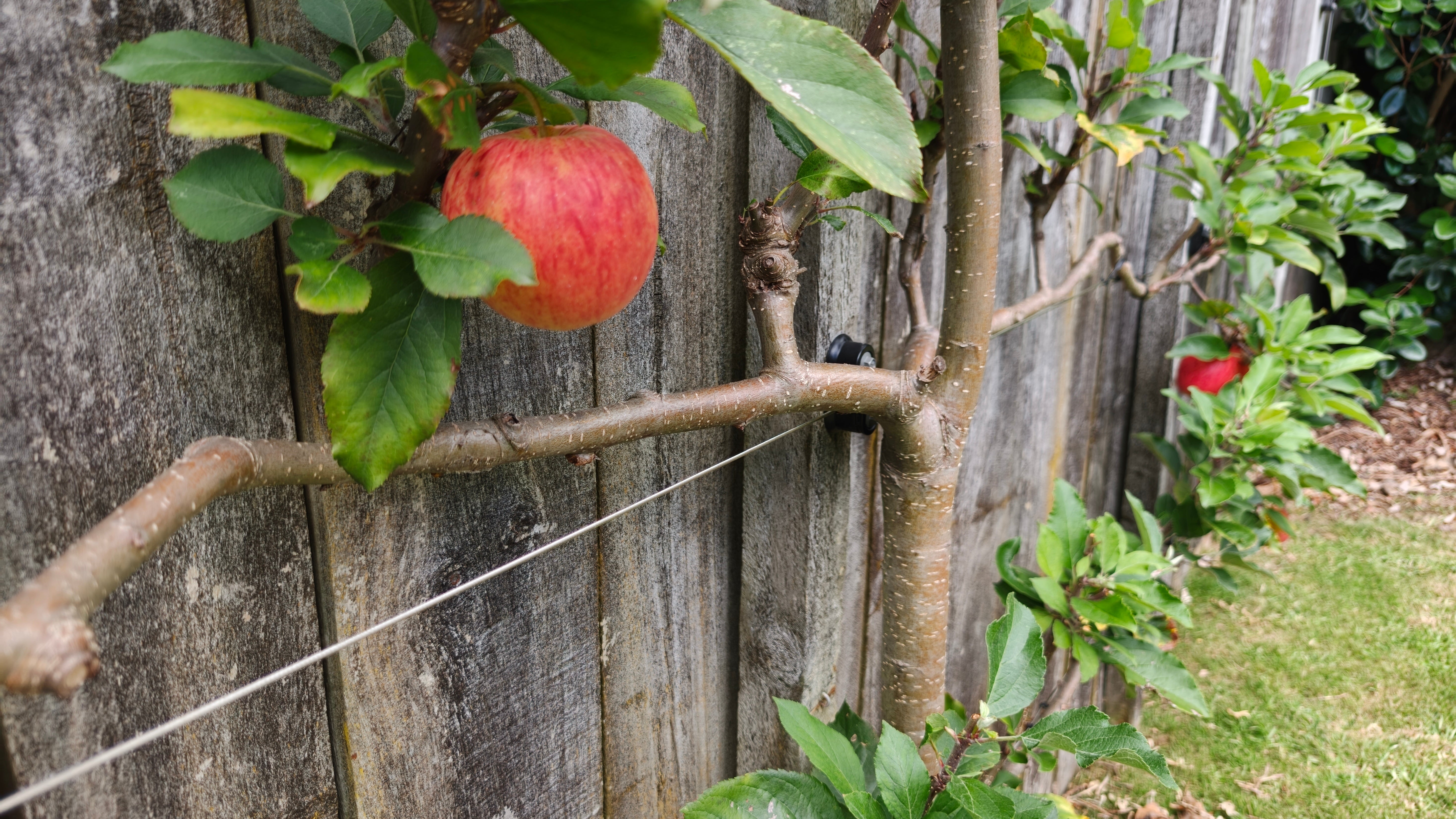 Best Fruit Trees for Espalier in New Zealand (And Which to Avoid)
