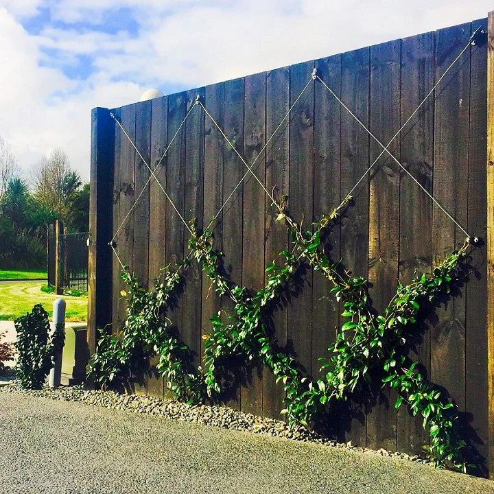 How to Train a Jasmine Vine