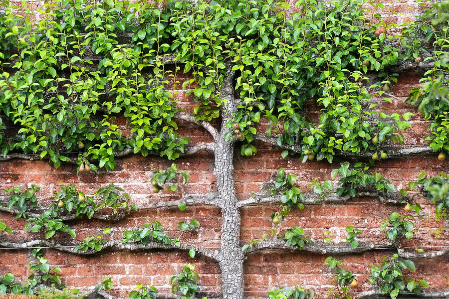 How to Start an Espalier Apple Tree