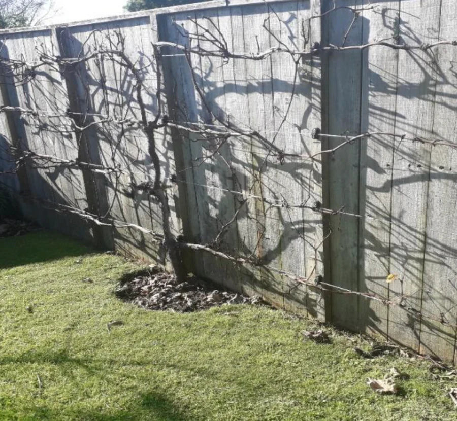 How to Prune an Espaliered Grape Vine